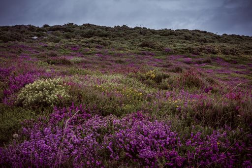 The beautiful purple and yellow flowers on a meadow captured on a cloudy day