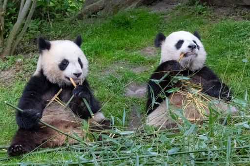 Giant pandas, bear pandas, baby panda and his mother eating bamboo