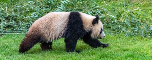 Young panda walking in the grass, portrait of profile