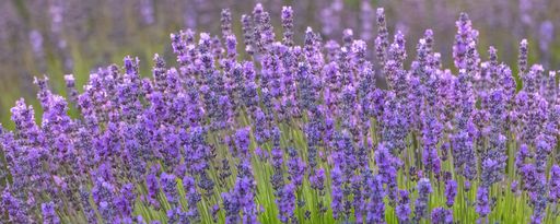 Lavender field in Provence, colorful landscape in spring