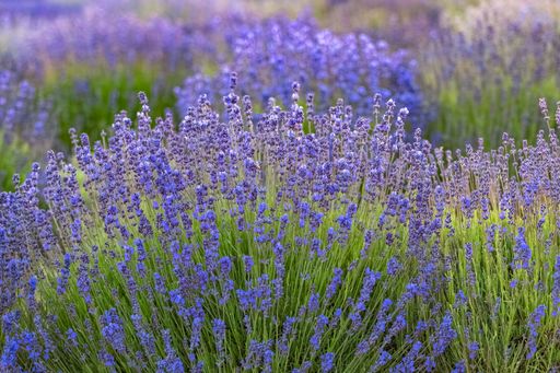 Lavender field in Provence, beautiful light at sunset
