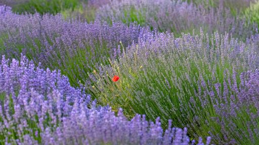 Lavender field in Provence, colorful landscape in spring