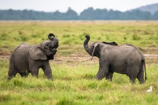 Two young elephants playing in the herd, funny animals in the Amboseli park in Kenya