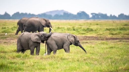Two young elephants playing in the herd, funny animals in the Amboseli park in Kenya