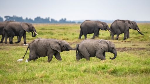Two young elephants playing in the herd, funny animals in the Amboseli park in Kenya