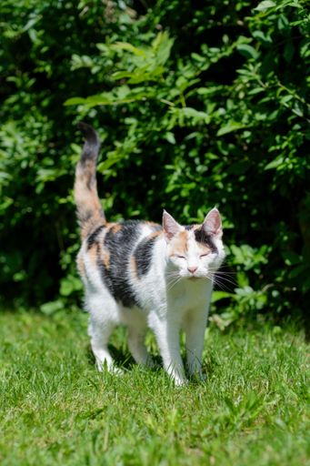 A vertical shot of the European Shorthair cat standing on the green grass with tress behind
