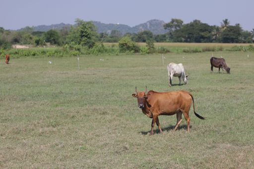 A group of cows grazing in the green field with green trees on the background