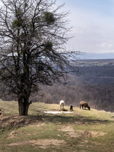 A vertical shot of sheep grazing in the field under the leafless tree with bird nests