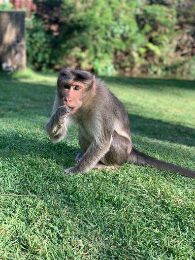 A vertical closeup of a gray monkey sitting on green grass