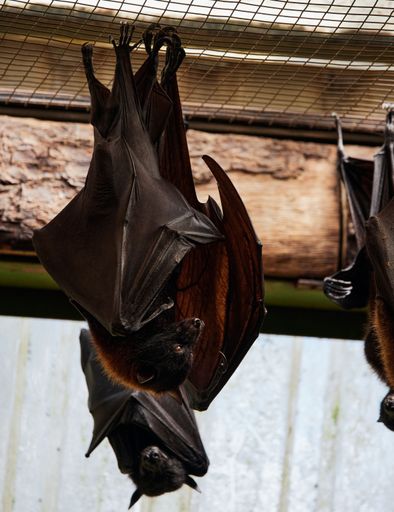 A vertical shot of two bats hanging upside down in a cage in a zoo