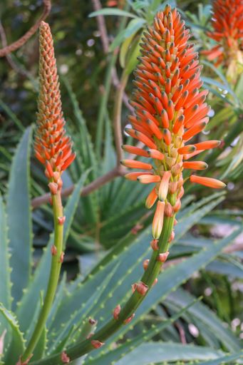 The vertical close-up view of an Aloe vera plant with flower heads