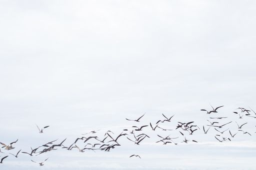 A group of seagulls flying over the beach during daytime
