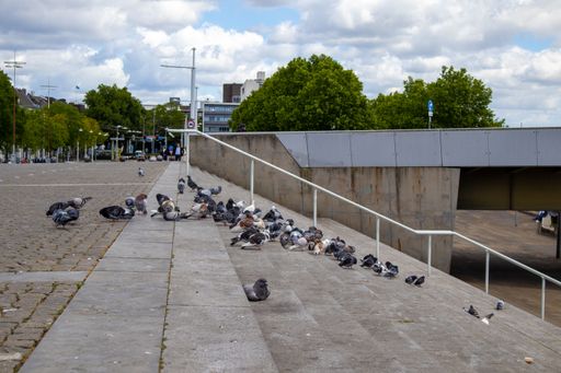 Some street pigeons eating something on a staircase.