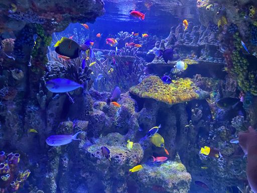 A closeup shot of tropical exotic fish swimming underwater