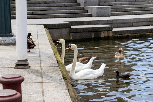 A horizontal shot of two cute Tundra swans and ducks swimming in the lake during daytime