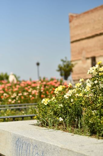 A vertical shot of blooming flowers in front of a historical building