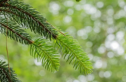 Green twigs of conifers up close show the annual growth of different color