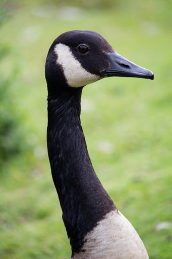 A closeup vertical shot of a Canada goose under the sunlight