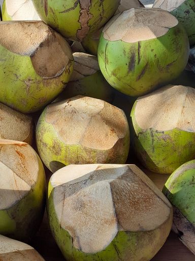 Young green coconuts being sold as fruit drinks