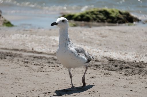A closeup shot of a seagull on the shore of a sea on a sunny summer day