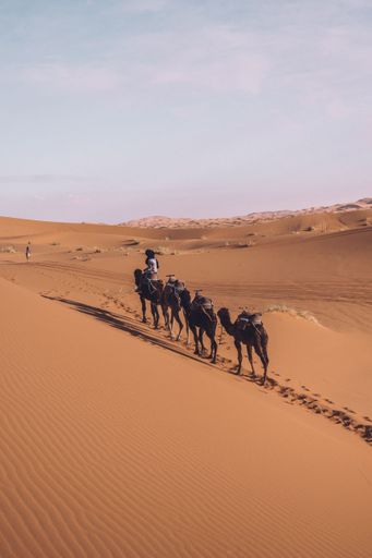 A caravan of camels in the Erg Chebli Desert in Morocco