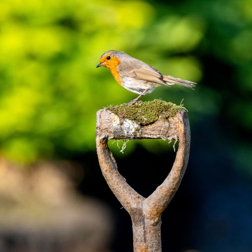 A grey orange robin bird on an abandoned shovel