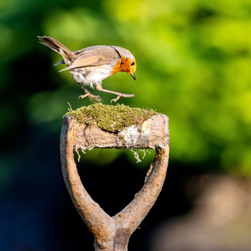 A grey orange robin bird on an abandoned shovel