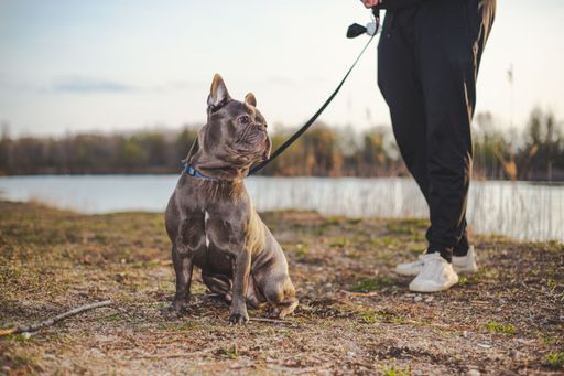 A brown French bulldog pet sitting on the ground with its owner