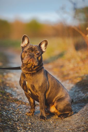 A brown French bulldog pet sitting on the ground