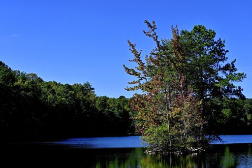 A beautiful small rocky island in the middle of a lake with trees grown on it and the amazing scenery of a forest in the background under the blue sky