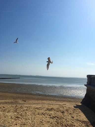 A vertical shot of a sunny beach over with seagulls flying above the sea