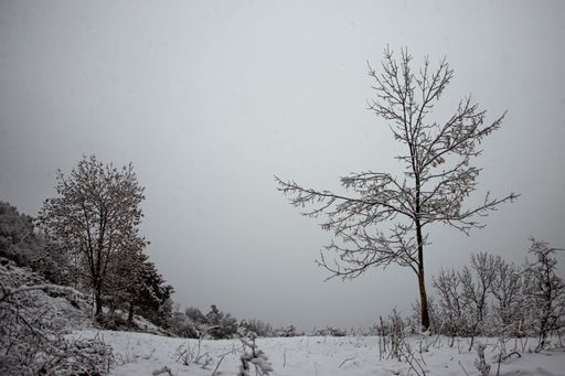 A beautiful shot of a forest covered in snow during the day in winter