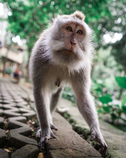 A vertical selective focus shot of a monkey walking towards the camera