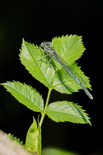 A vertical shot of a white-legged damselfly or blue featherleg (Platycnemis pennipes) on a nettle leaf