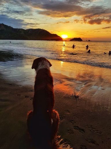 A cute dog from behind sitting on the sandy beach in Costa Rica with people swimming in the water at sunset