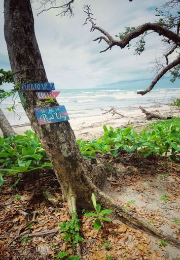 A vertical shot of colorful wooden signs on a tree bark on the beach in Costa Rica