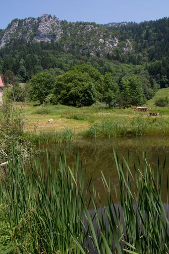 A vertical shot of a lake surrounded by green vegetation. Espace Naturel Sensible des Ecouges, France.