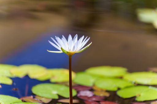 A selective focus shot of a blooming white water lily surrounded by lotus leaves in a pond