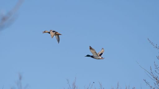 A closeup of two Mallards flying high up in a cloudless blue sky