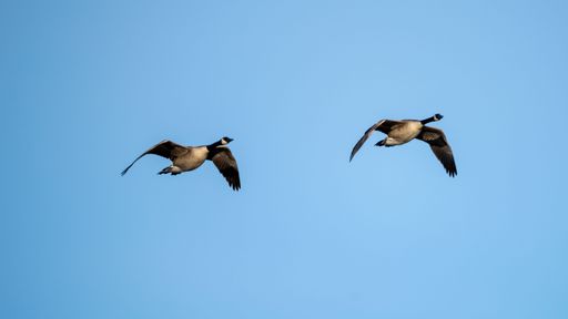 A closeup of two geese flying high up in a cloudless blue sky