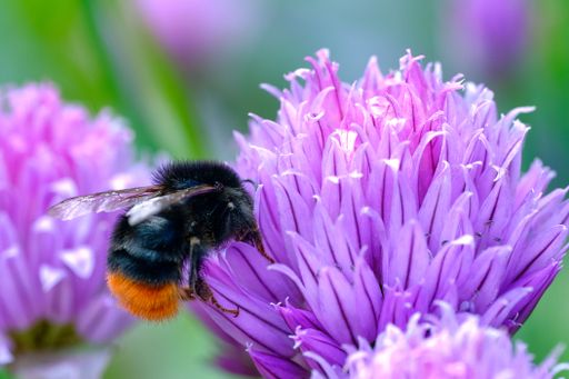 A macro shot of a housefly (Musca domestica) on a purple Chives flower (Allium schoenoprasum)