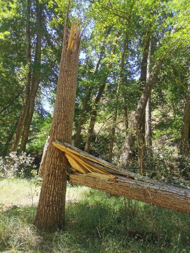 A vertical shot of a broken tree in a forest at daytime