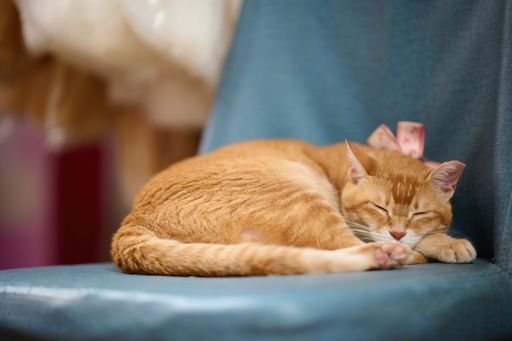 A closeup shot of a cute domestic cat sleeping on the chair