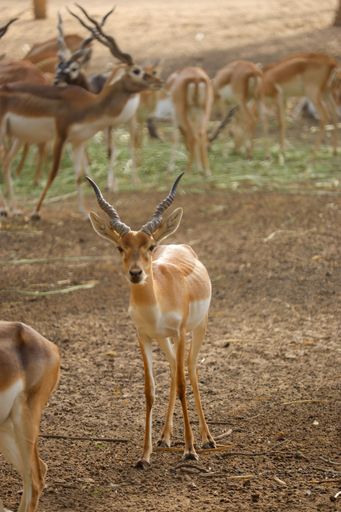 A vertical shot of a deer in a field during the day