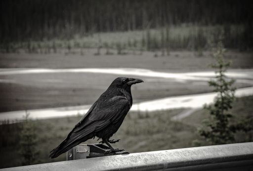A raven sitting on a metal handrail with a beautiful blurred view of nature on the background