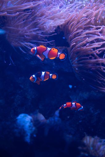 A vertical shot of beautiful clownfish swimming underwater