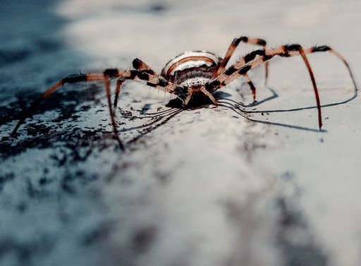 A closeup shot of a Scytodes globula in a forest during the day