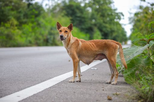 An adorable dog on the road surrounded with trees