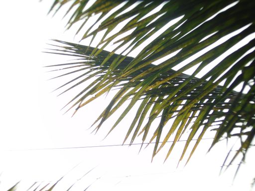 A closeup of green palm tree branches against a white background