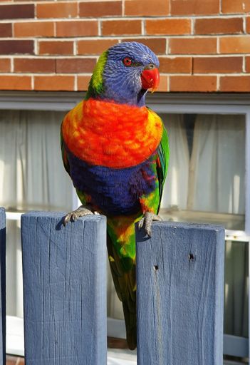 A vertical shot of a Loriini parrot standing on the fence